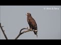 tawny eagle on vantage perch amazing wildlife of india by renu tewari and alok tewari