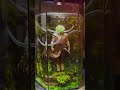 aquascape for dragonball fans broly healing dioramacreators aquarium broly