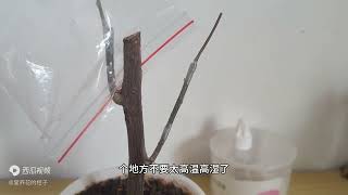 绿叶马斯嫁接枝条失败的几个原因，以及嫁接伤流问题如何预防？