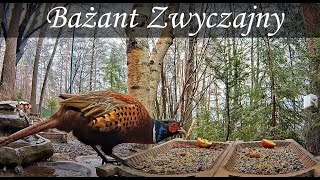 Bażant Zwyczajny - Phasianus colchicus