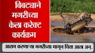 बिबट्याने मगरीचा पाण्यात येऊन केला कार्यक्रम | snn marathi । viral video । leopard vs crocodile