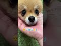 この音源のわんちゃん部門１位じゃない！？　 pomeranian ポメラニアン きなこ 小型犬 dog shorts あごのせ 芸 कुत्ता विभिन्न