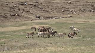 Takhi Horse at Hustai National Park 〜モンゴルの珍しい馬