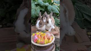 #rabbit #兔子 #animal #petrabbit #yt