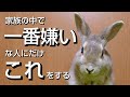 【衝撃】うさぎが家族の中で一番嫌いな人に見せる行動１０選【保護うさぎ】