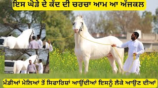 ਇਸ ਘੋੜੇ ਦੇ ਕੱਦ ਦੀ ਚਰਚਾ ਆਮ ਆ ਅੱਜਕਲ,,, ਘੋੜਾ ਮਾਰਕੀਟ ਦੀਆਂ ਗਲੀਆਂ ਚ