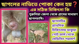 ছাগলের বিভিন্ন অঙ্গে পোকা কেন হয় || এর সঠিক চিকিৎসা || Proper treatment of why insects are on goats