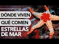 😲 Dónde VIVE la ESTRELLA de MAR y QUÉ COMEN 🤔🐠 ¡Increíble!