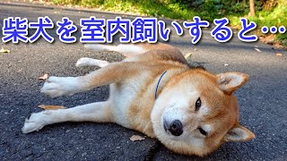 【柴犬を外飼いから室内飼いへ】で気付く問題(subtitled)