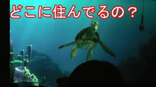 どこに住んでるの？【タートルトーク】東京ディズニーシー