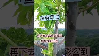 木瓜和檸檬桉｜相親相愛｜要拆散它們嗎？