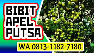 Harga Bibit Tanaman Apel Putsa Terbaik \u0026 Unggulan