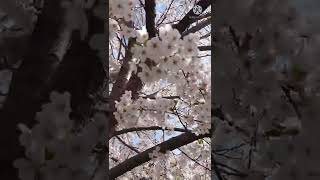 小樽中央小公園を綺麗に彩る満開の桜 2022年4月30日