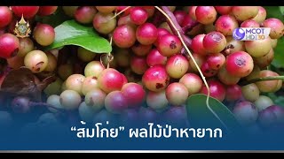 “ส้มโก่ย” ผลไม้ป่าหายาก 1 ปีมีครั้งเดียว