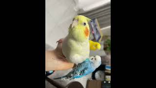 すぐ蹴る笑#鳥好きさんと繋がりたい #鳥のいる暮らし #セキセイインコ #オカメインコ