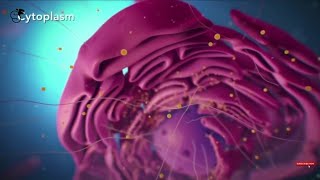 Travel Deep Inside a Living Cell