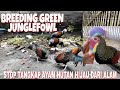 Breeding Green Junglefowl Chickens, Stop Attracting / Catching Jungle Fowl From Nature !