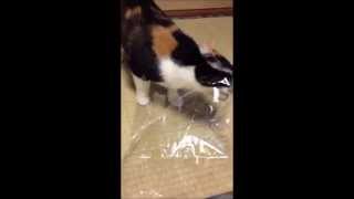 ビニール袋を夢中で舐める三毛猫      Cat licking plastic bags