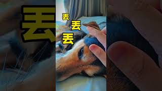 台灣狗語初階班 #狗狗 #寵物 #寵物迷因 #寵物溝通 #台灣狗語 #可愛