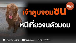 เอ็นดูน้องหมา! ตอนหนีเที่ยวร่าเริง พอโดนดุเท่านั้นแหละ หงอยเลย | TOJO NEWS