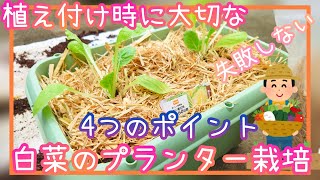 失敗しない♪プランター栽培の白菜の植え付け/大切な4つのポイント/家庭菜園/2022年