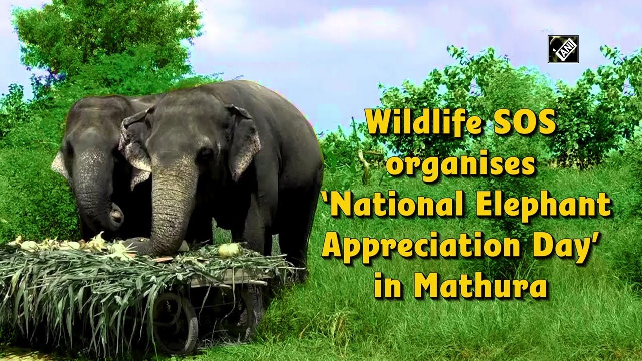 Wildlife SOS Organises ‘National Elephant Appreciation Day’ In Mathura ...