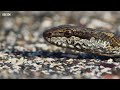 Iguana vs Snakes Full Clip   Planet Earth II   BBC Earth