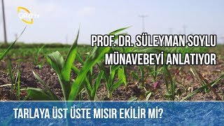 Tarlaya Üst Üste Mısır Ekilir mi? -ÖNDER ÇİFTÇİLER