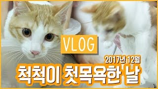 아기 척척이 첫 목욕하던 날 vlog/고양이 목욕시키기/반려동물/척척박사/꽁지 KKONGJI