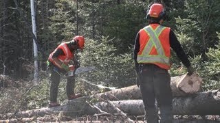 Abattage manuel et débardage forestier au cfp de Duchesnay