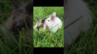 Random Short Of The Bunnies! Brownie and Cloudy #rabbits #bunny #cuterabbit #funny #shorts