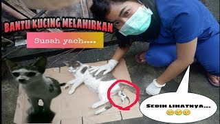 MEMBANTU KUCING MELAHIRKAN- KUCING SUSAH MELAHIRKAN