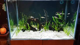 3ft x 2ft x 2ft tropical community fish tank