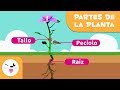 La planta y sus partes para niños - Ciencias naturales para niños