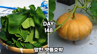 20L 화분에 맷돌호박 키우기 : Growing pumpkins in pots is difficult.