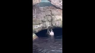 Otter destroys a zoo visitor's phone