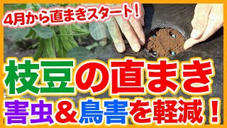 Tips for countermeasures against pests and birds in green soybeans cultivation !