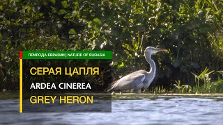 Серая цапля | Grey heron (Ardea cinerea)