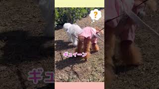 走る犬とリードでお尻がギュイーンなったシニア犬🐶【トイプードル\u0026チワマル】 #13才 #マルチーズ #チワワ #犬のいる生活