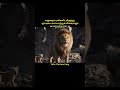 A lioness protects her cub from buffaloes|ajmal television|tamil movie explanation