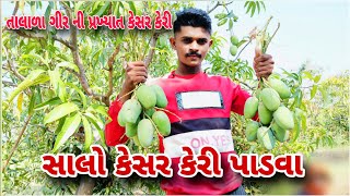 સાલો કેસર કેરી પાડવા || તાલાળા ગીર ની પ્રખ્યાત કેસર કેરી || talala gir ni kesar keri || kesar Mengo