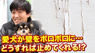 愛犬が壁を引っかいたり、噛みついたりしてボロボロに…どうすれば止めてくれる！？