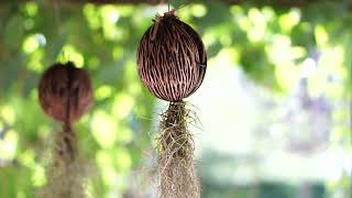 Cerbera odollam seed with hanging root creative tropical garden decoration