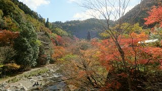 Yajiさんの京都 秋の紅葉 清滝川 遊歩道 ②【Kyoto, Kiyotaki river hiking trail ②】