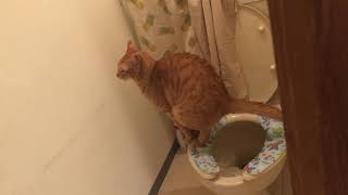 猫　人間のトイレでうんち