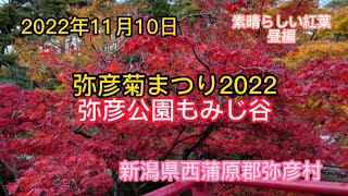 弥彦菊まつり2022　弥彦公園もみじ谷　昼編