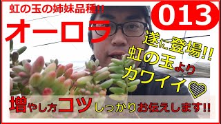 【多肉植物 セダム　オーロラ】の増やし方育て方 冬バージョン　虹の玉の姉妹品種　013