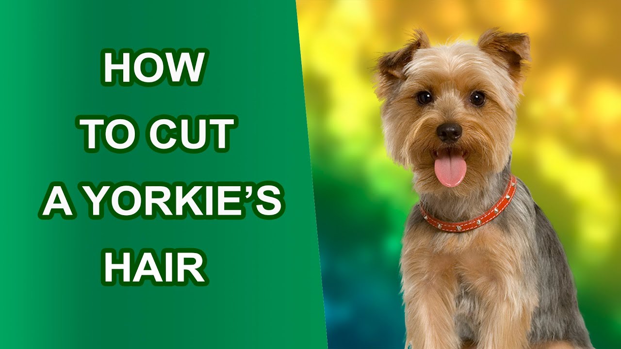 🐶 How To Cut A Yorkie's Hair 🍁 - YouTube