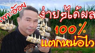 เพาะอ้อยสุพรรณบุรี50แบบง่ายๆ