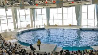 アクアワールド茨城県大洗水族館　イルカ・アシカ　オーシャンライブ　2023.05.28　13:00～